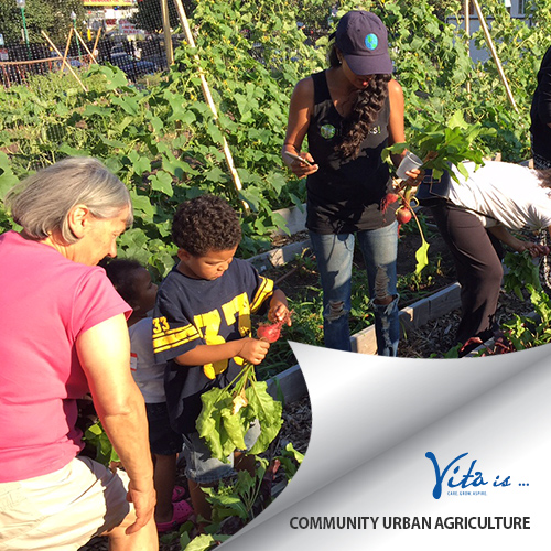 Vita is Community Urban Agriculture