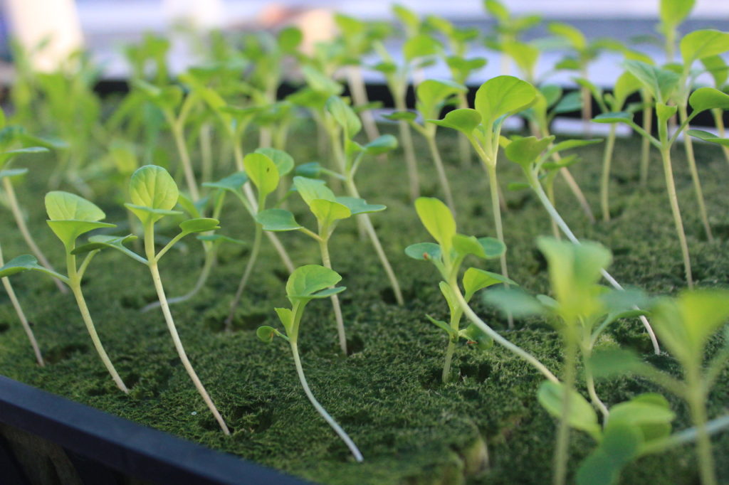 Romaine_starts_greenhouse-seedlings